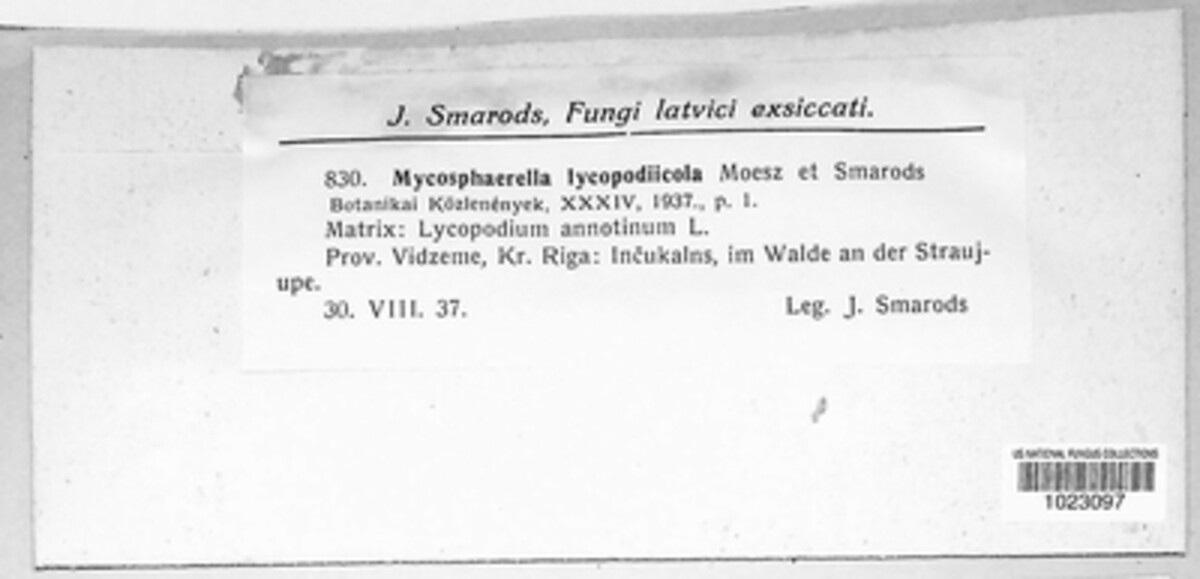 Mycosphaerella lycopodiicola image